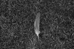grayscale photo of feather on grass