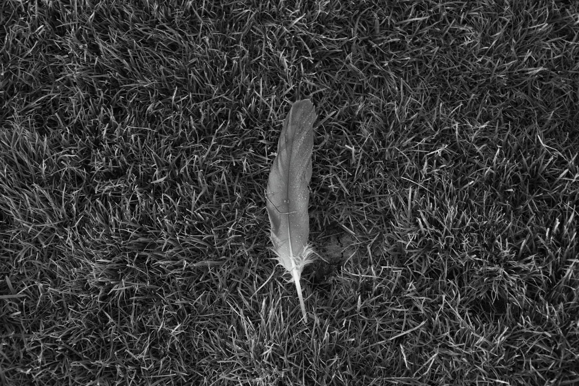 grayscale photo of feather on grass