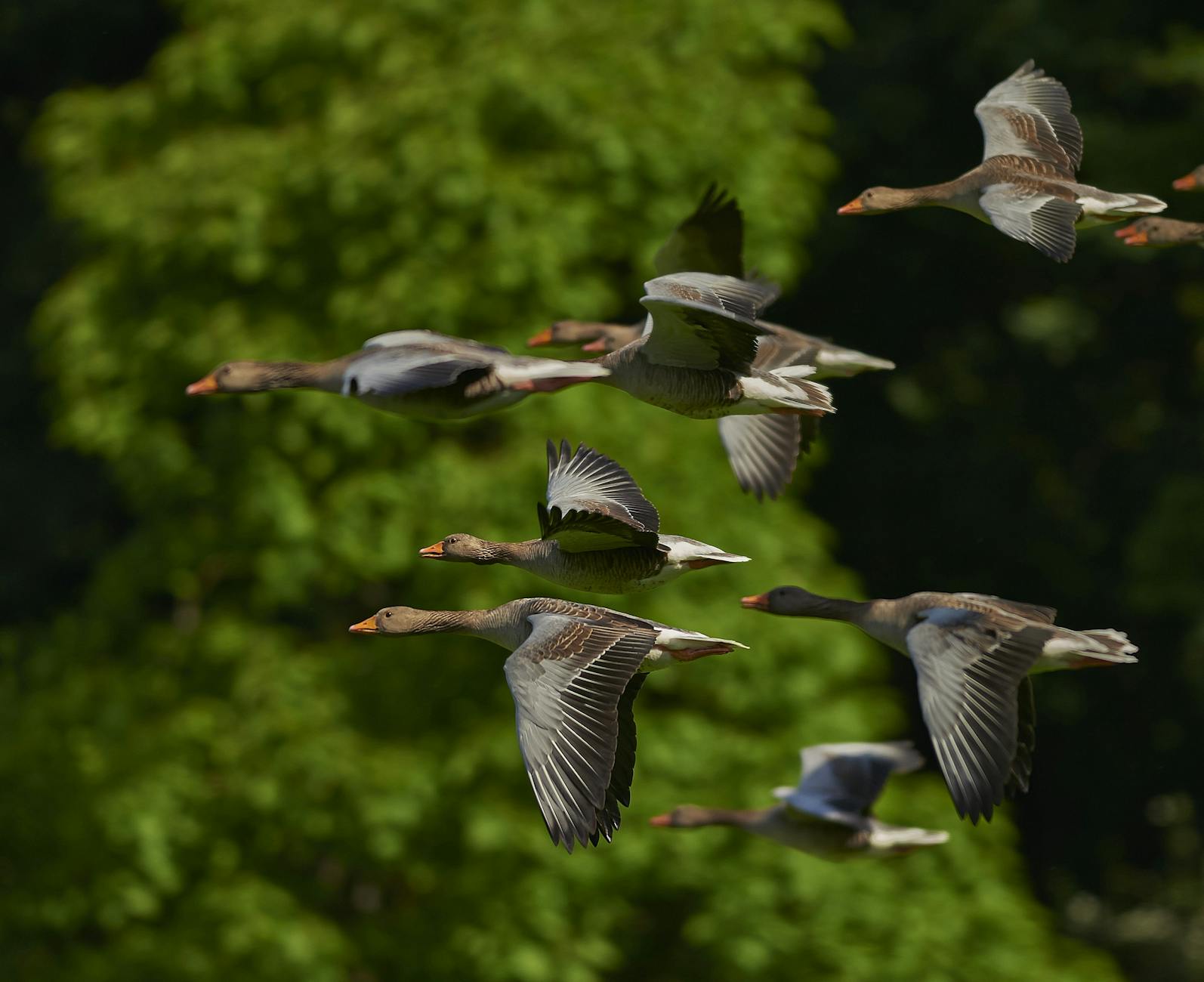 flock of geese ion tilt shift lens