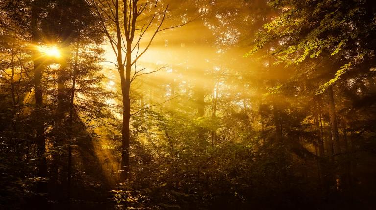 trees in the forest
