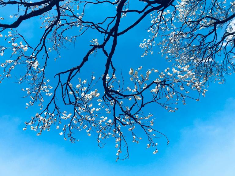 cherry blossom tree