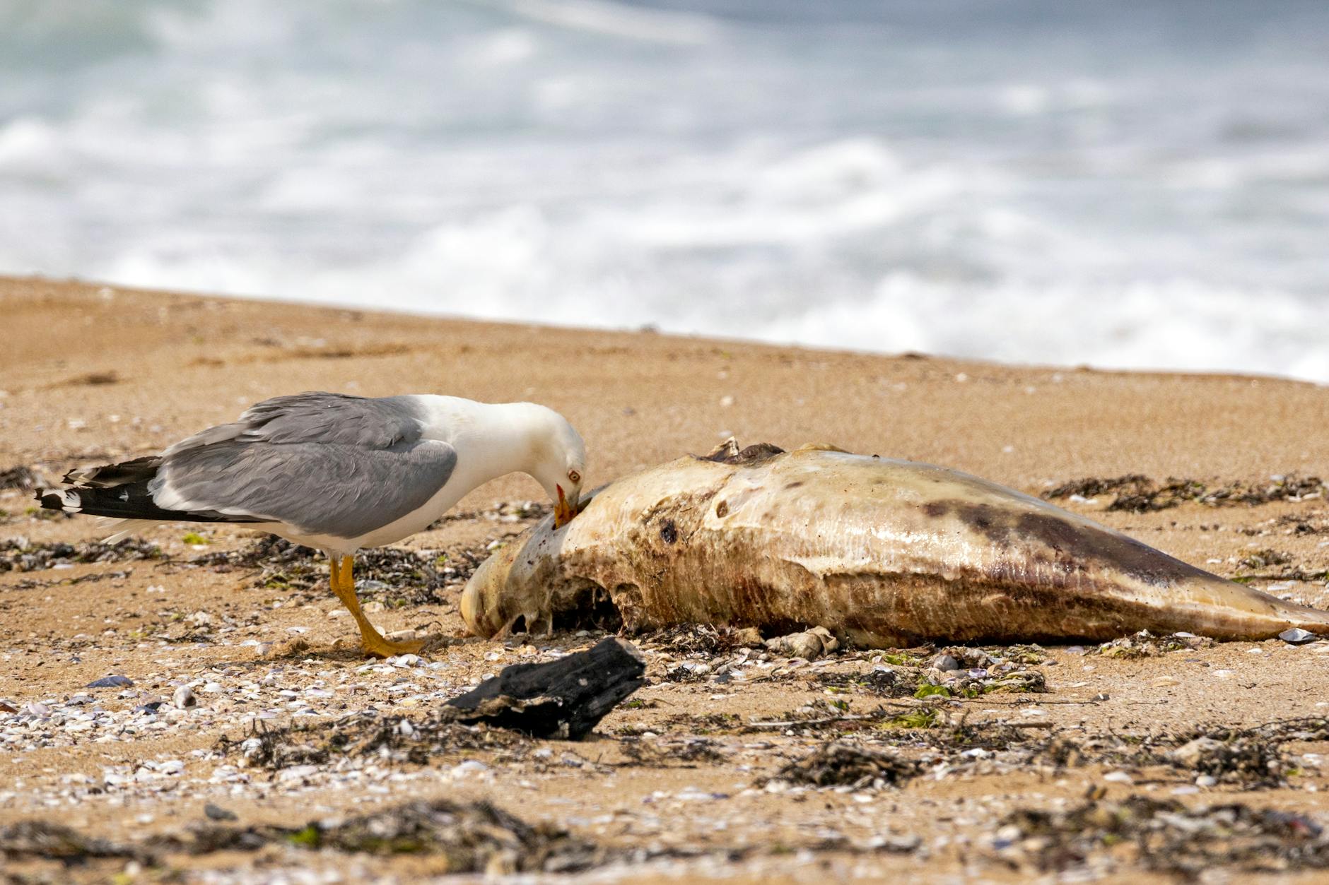 a seagull eating a dead fish on a beach