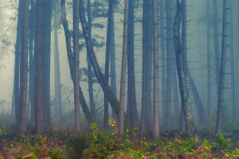 forest surrounded by fog