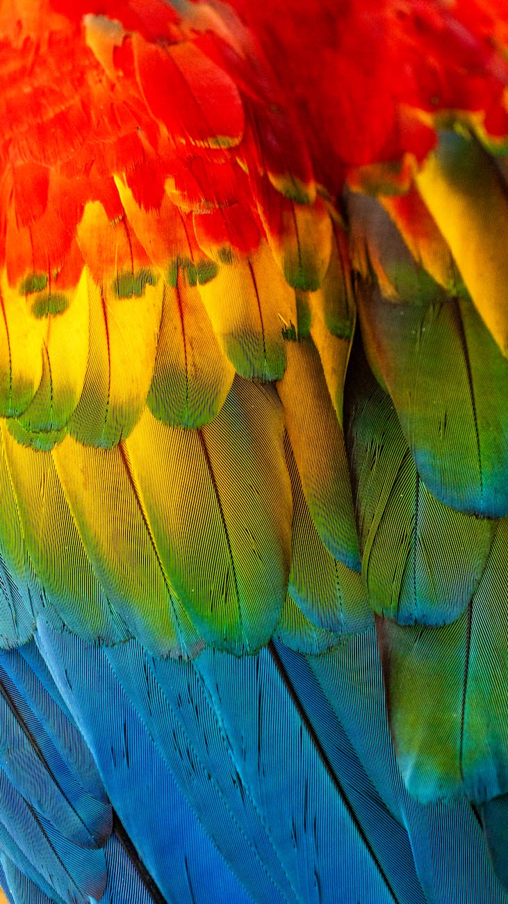 feathers of a colorful parrot
