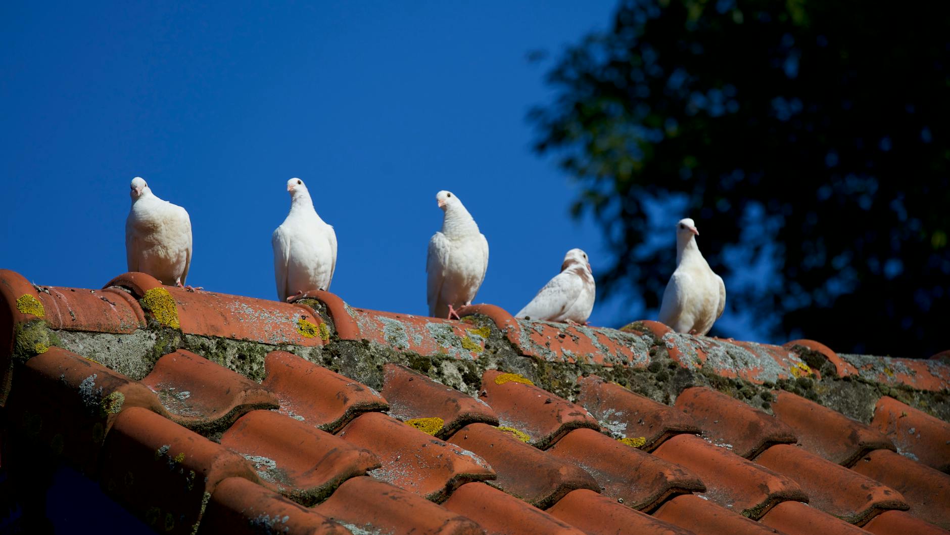 five white pigeons on roof