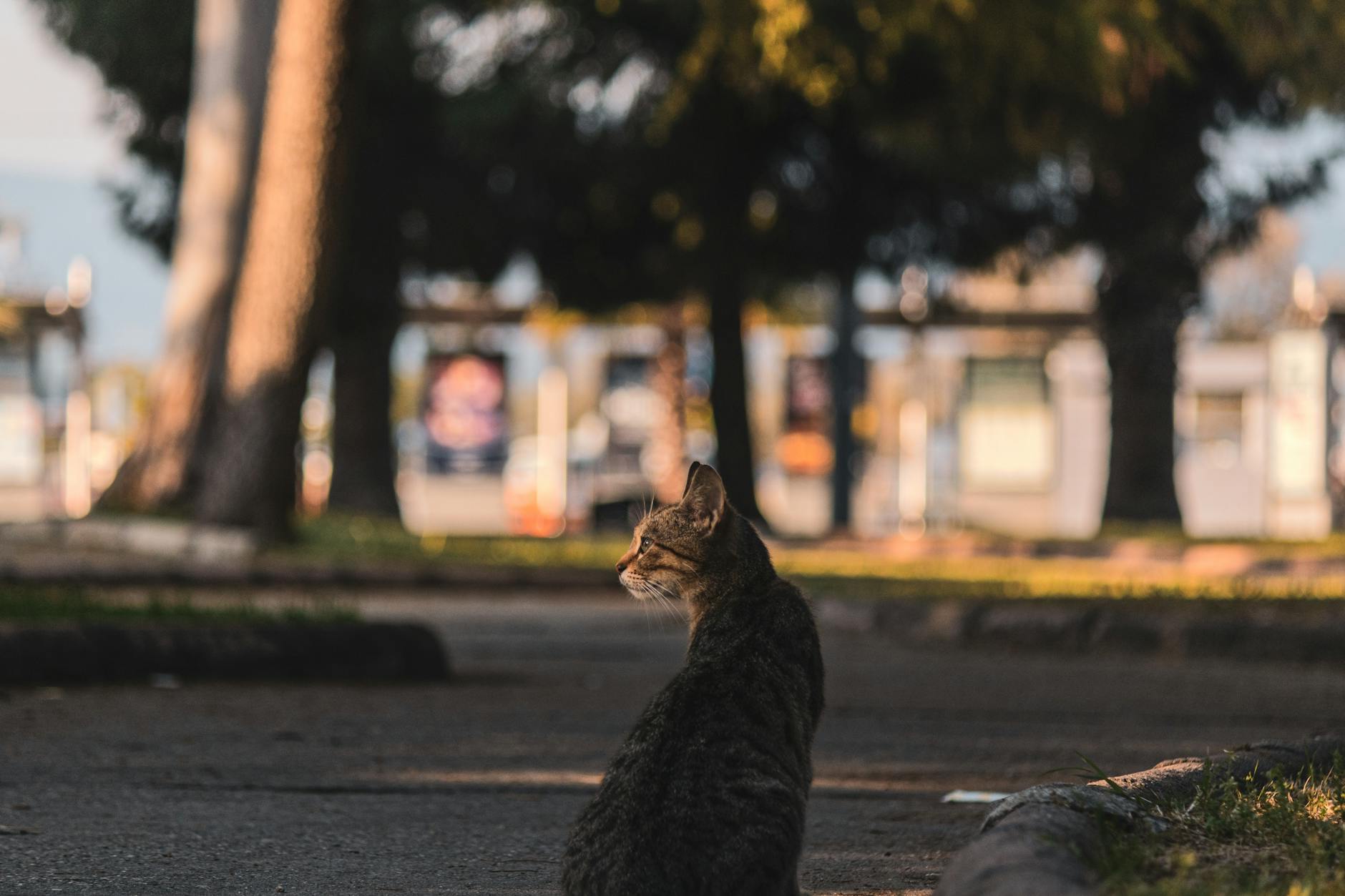 cats of izmir