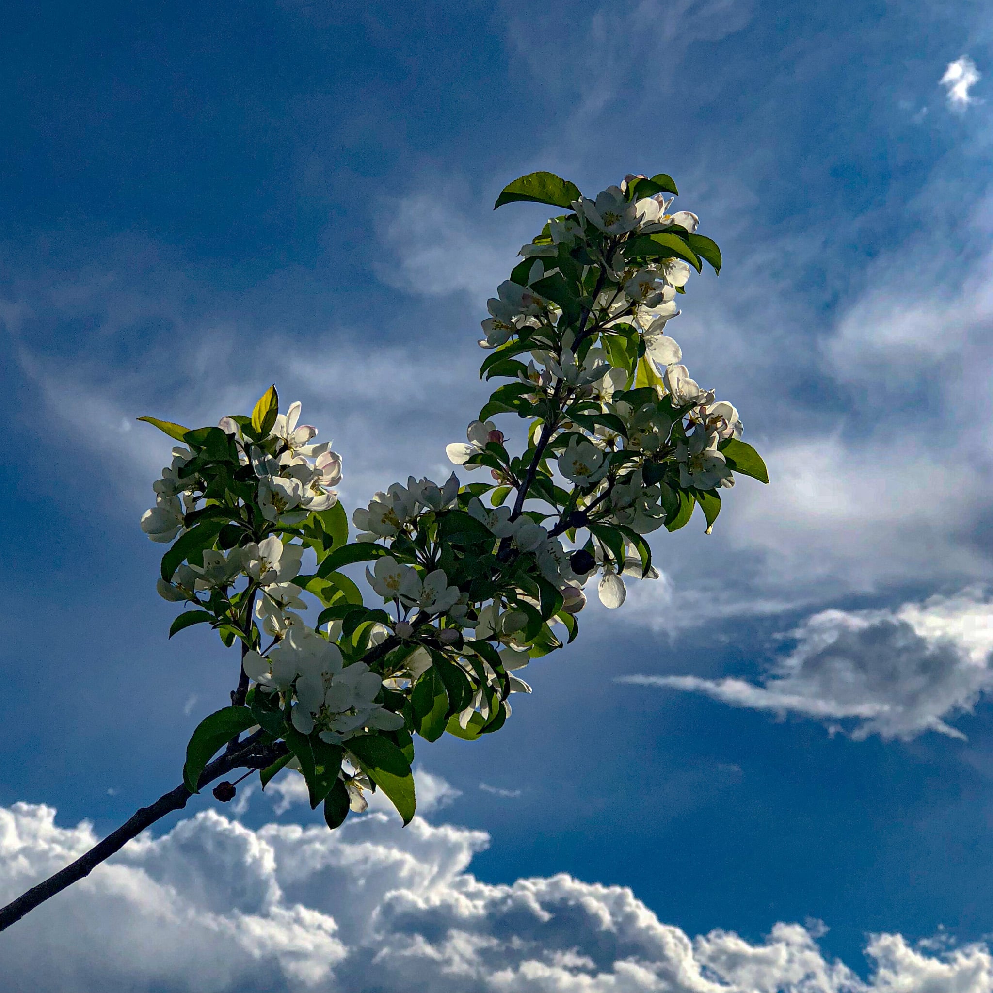 A confused crab tree branch blossoms just days before Christmas.